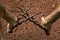 Indian antelopes fight, Blackbuck fighting with their horns, closeup shot.