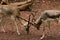 Indian antelopes fight, Blackbuck fighting with their horns, closeup shot.