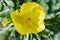 Indian argemone mexicana or Katkar plant or prickle poppy yellow flowers