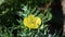 Indian argemone mexicana or Katkar plant or prickle poppy yellow flowers