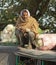 Indian Asian Male Farmer with Cauliflower Crop