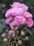 indian assam rose gulap biutiful rose