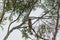 An Indian Austen`s Brown Hornbill bird sitting on Eucalyptus branches looking around