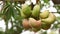 Indian Ayurveda Medicated Fruits