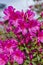 Indian azaleas (Rhododendron indicum) blooming at Charles Wood Japanese Garden in Mobile Alabama