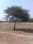 Indian babul tree on the field...