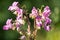 Indian balsam (Impatiens glandulifera) flowers with bee