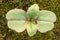 Indian balsam Impatiens glandulifera seedling