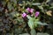 Indian Balsam wildflower in a forest