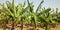 Indian banana farms. growing the Indian agriculture