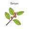 Indian banyan Ficus benghalensis , medicinal plant