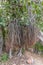 Indian banyan tree with aerial roots, Jaipur, Rajasthan, India