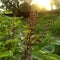 Indian basil plant