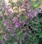 Indian basil plant growing in garden, flowering branches of herbal plant, nature photography, gardening background