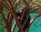Indian Bear or Sloth bear Melursus ursinus climbing on the tree