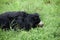 Indian bear is taking rest on grass field