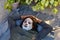 Indian bearded man relaxing with facial mask in a garden