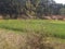 Indian beautiful agriculture farm it