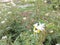 Indian Beautiful Forest White Lily Flower