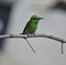 Indian bee eater