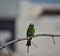 Indian bee eater