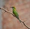 Indian bee eater