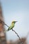 Indian Bee Eater