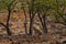 Indian Bengal leopard, Panthera pardus fusca, big spotted cat lying on the tree in the nature habitat, Ranthambore national park,