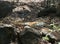 The Indian Bengalese tiger lies on the rock in a zoo. India Goa.