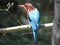 Indian bengali bird machranga local name the king fisher bird seting on a dry daal