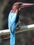 Indian bengali bird machranga local name the king fisher bird seting on a dry daal