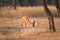 Indian bennetti gazelle or chinkara in Rathnambore National Park, Rajasthan, India