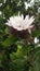 Indian best Beautiful jasmine - Jasminum Flowers