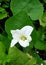 Indian best scarlet gourd flower image