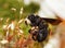 Indian Bhanvra (European carpenter bee) climb on moss