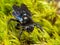 Indian Bhanvra (European carpenter bee) over green moss
