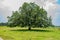 Indian Big mahuwa tree close view in an rural village field.