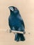 Indian bird painting blue