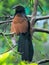 Indian birds  - Greater coucal