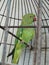 Indian birds parrot  every person like this bird\'s