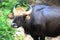 Indian bison or gaur
