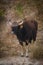 Indian Bison or Gaur or bos gaurus closeup at bandhavgarh