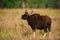 Indian Bison or Gaur, Kanha National Park, India