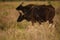 Indian Bison or Gaur, Kanha National Park, India