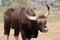 Indian bison Gaur in the national park