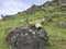 Indian bison - gaur skull with Horn