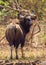 Indian Bison or Gaur walking through the forest in Tadoba National Park