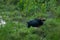 The Indian Bison at Gorumara National Park