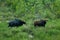 The Indian Bison at Gorumara National Park