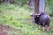 Indian Bison grazing in forest